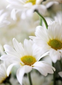 Ника Смирнова